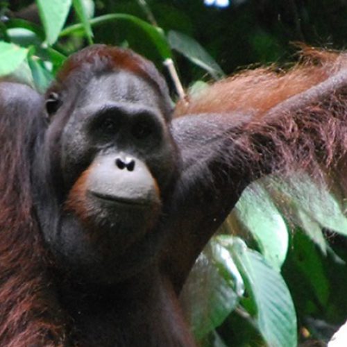 KLHK Pastikan IKN Bukan Kantong Sebaran Orangutan